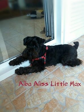 alba aliss little max 1