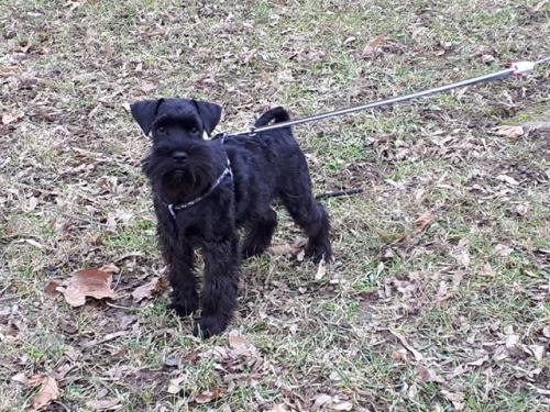 rem little max miniature schnauzer ptuljasti šnaucer