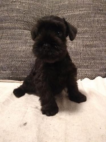 romul little max miniature schnauzer ptuljasti šnaucer